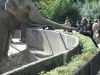 13-kali-fattert-die-elefantendamen